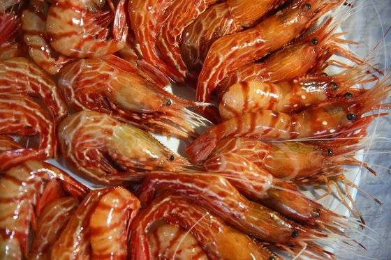 독도새우 손민호 기자