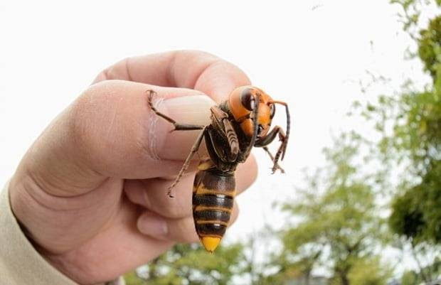 한국 장수말벌이 미국에서 발견된 것으로 전해졌다. 사진=게티이미지