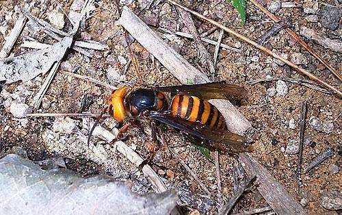 토종 장수말벌. 뉴시스