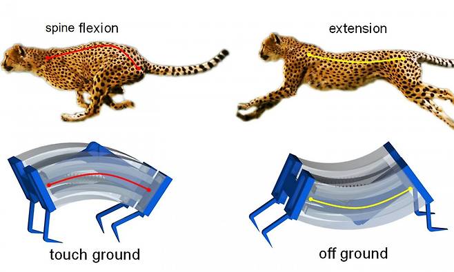 치타서 영감…美 연구진, 기존 이동속도보다 3배 빠른 ‘소프트 로봇’ 개발