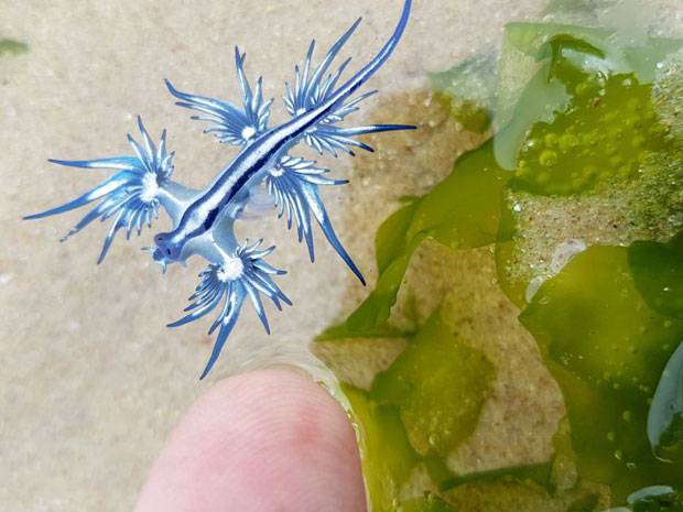 지난해 여름 호주 뉴사우스웨일스주 북쪽 해변마을 포트 맥쿼리에서 발견된 블루드래곤./사진=ABC뉴스