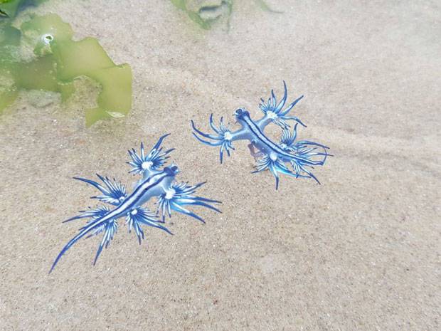 지난해 여름 호주 뉴사우스웨일스주 북쪽 해변마을 포트 맥쿼리에서 발견된 블루드래곤./사진=ABC뉴스