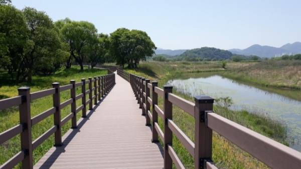 대구 달성군 화원읍 달성습지 풍경.