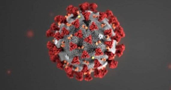 코로나19 바이러스/사진=미국 질병통제예방센터(CDC)