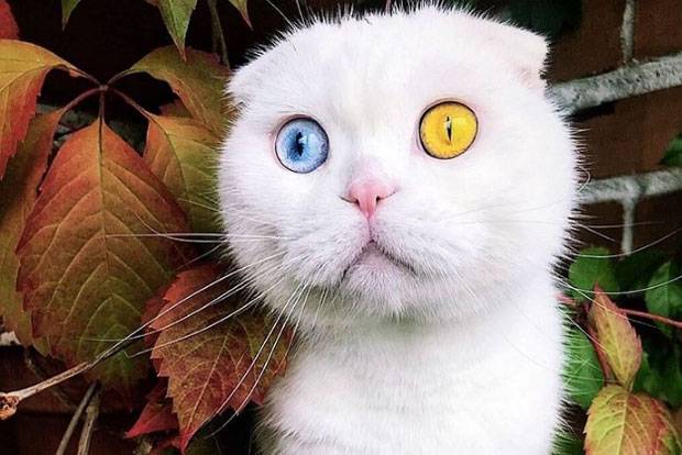 양쪽 눈 색깔이 서로 달라 신비한 매력을 내뿜는 오드아이 고양이가 숱한 화제를 모으고 있다./사진=who_is__joseph 인스타그램