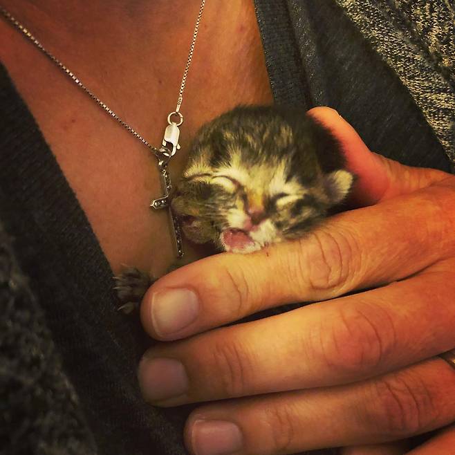 비스킷과 그래비의 죽기 전 마지막 모습. 사진 비스킷과 그래비 페이스북