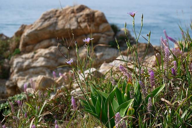 2013년 국립공원연구원이 충남 태안의 한 무인도에서 발견한 대청부채 군락의 모습. 소순구 국립공원연구원 박사 제공.