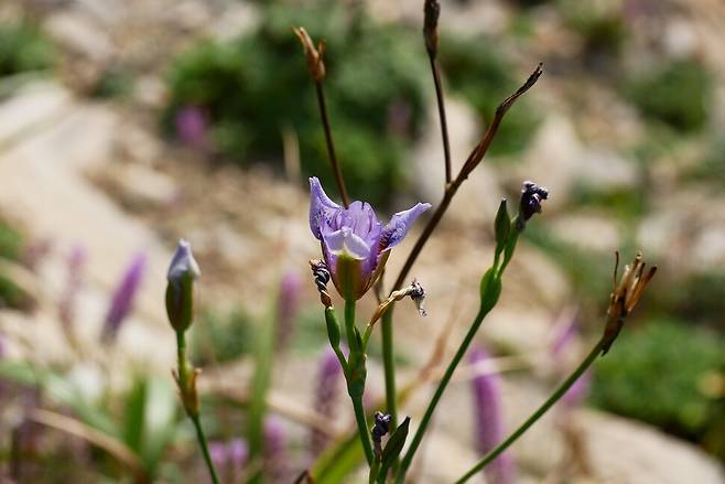 꽃이 열리기 시작했다. 소순구 국립공원연구원 박사 제공.