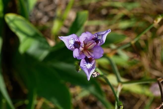 6분 뒤 꽃이 거의 열렸다. 꽃이 피기까지 약 30분이 걸렸다. 소순구 국립공원연구원 박사 제공.