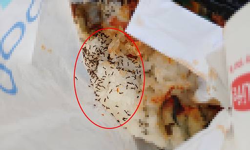 지경리 해수욕장 인근 소나무 숲에 버려진 음식물 쓰레기에 개미 떼가 몰려고 있는 모습.