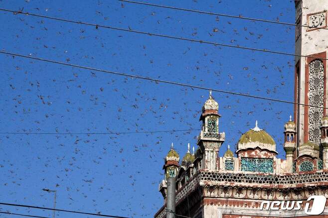 파키스탄 하늘을 가득 메운 메뚜기떼 © AFP=뉴스1
