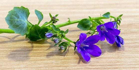 생사초의 모델이 된 캄파눌라. 백종현 기자