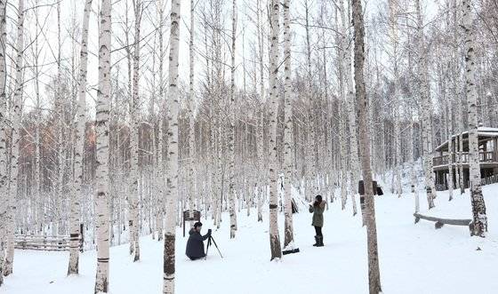 한겨울 인제 자작나무 숲의 풍경. ‘킹덤’ 시즌2에서도 찾을 수 있다 [중앙포토]