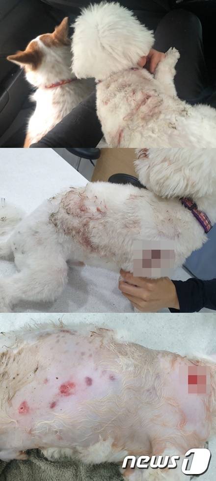 진돗개에게 물려 상처 난 강아지들. 사진 독자 제공 © 뉴스1