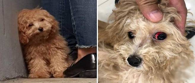 보담이 구조 당시(왼쪽)와 병원 이송 당시(오른쪽) 모습./사진=동물자유연대