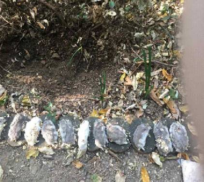 학대 사망한 햄스터 사체들./사진=동물자유연대