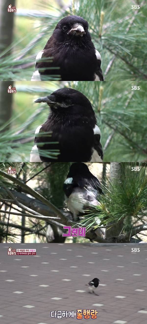 동물농장 까칠이 / 사진=SBS 동물농장