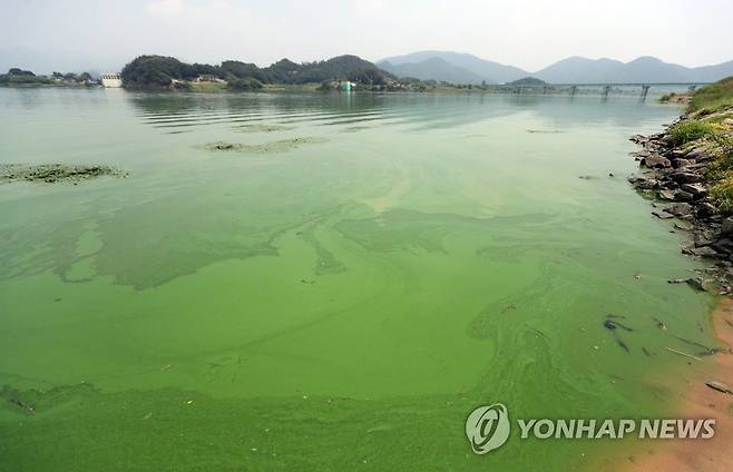 초록빛 낙동강 [연합뉴스 자료사진]