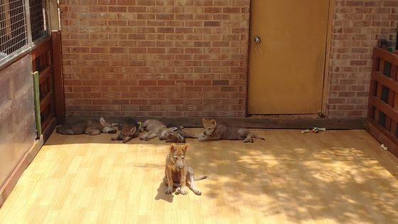 지난 10일 점심을 먹은 뒤 낮잠을 자고 있는 새끼늑대 5마리와 아직 잠들지 않은 한 마리. 보초를 서듯 앞에 앉아 있는 늑대가 가장 큰 '예서'다. 김정연 기자