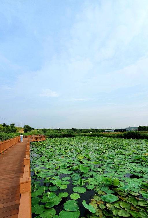 하동천생태탐방로 김포봉성연꽃단지