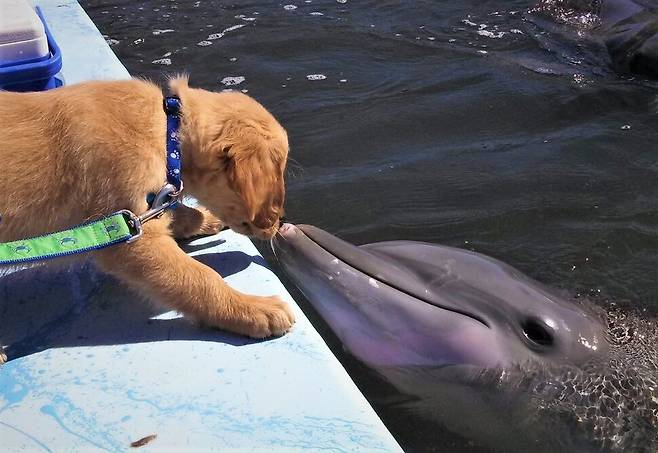 골든 리트리버 ‘거너’와 큰돌고래 ‘델타’가 ‘뽀뽀’를 하고 있다. 미국 플로리다주의 돌고래연구센터에서 거너가 새끼일 때부터 둘은 친구가 되었다. 돌고래연구센터 제공