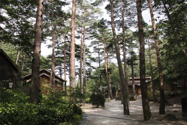대관령자연휴양림 [사진 제공 = 산림청]
