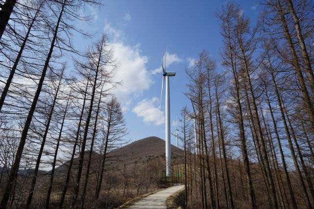 국내에서 차로 닿을 수 있는 가장 높은 고개인 만항재(1330m)에는 봄이면 각종 야생화가 핀다. 만항재 인근에는 14기의 풍력발전기가 바람을 맞으며 돌고 있다.