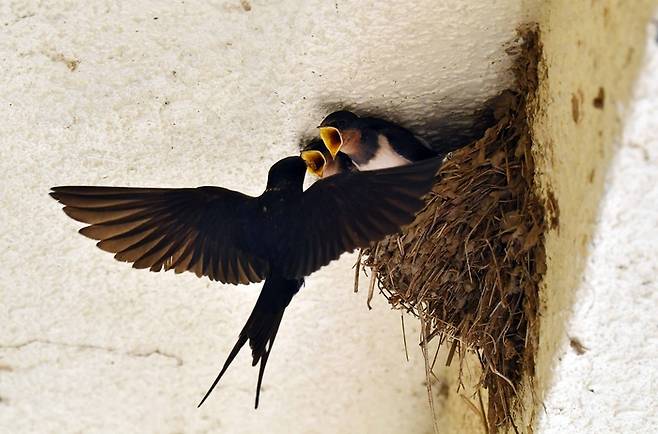 제비는 입을 크게 벌리고 활발하다고 밥을 주는게 아니라 색이 가장 붉은색에 가까운 녀석에게 우선 먹이를 준다. 제비는 건강이나 체질이 약해질수록 입이 노랗게 변하는데,  건강한 새끼부터 우선적으로 길러낸다.