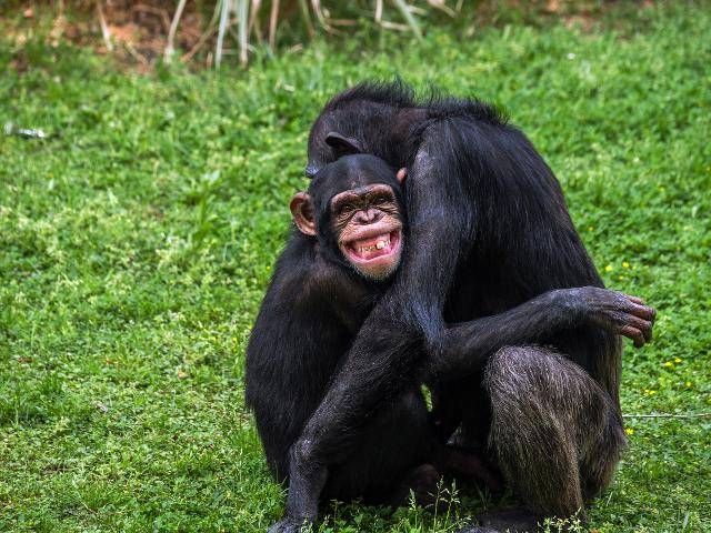 침팬지. ©게티이미지뱅크