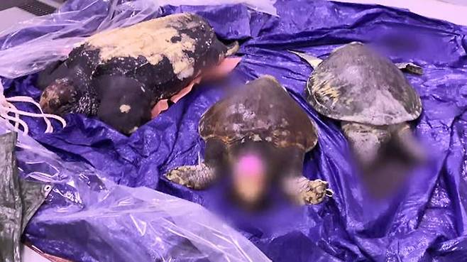 죽은 채 발견된 바다거북 네 마리