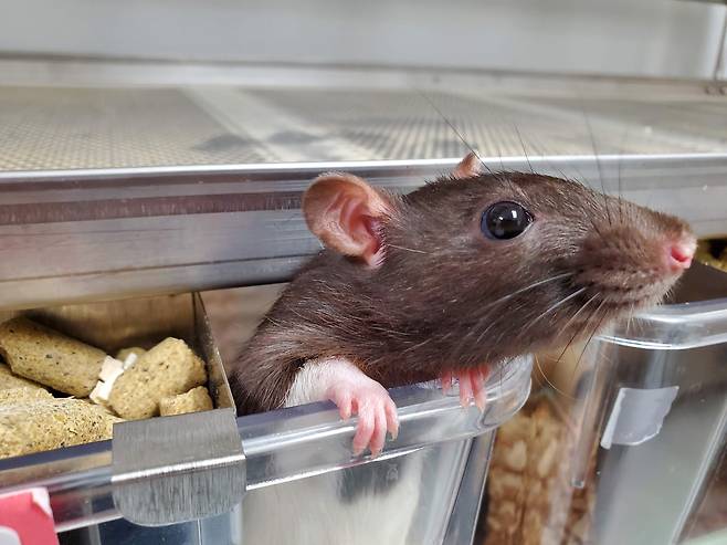 미국 위스콘신대 그린베이캠퍼스 생물학과 실험실에서 입양을 기다리고 있는 실험쥐의 모습(사진=리처드 하인 교수 제공)