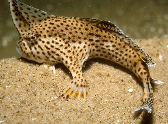 점박이손물고기(학명 Brachionichthys hirsutus)의 모습. IUCN 적색목록에서 심각한 위기종(CR)으로 분류되고 있다.(사진=CSIRO)