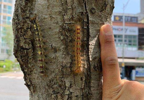 돌발해충 '매미나방' 유충 [연합뉴스 자료사진]