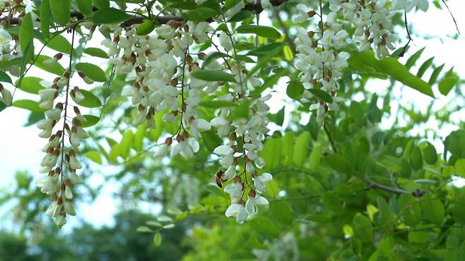꿀이 말라버린 아카시아꽃에 벌 한 마리가 앉아 있다. 올해 4월 급격한 저온 현상으로 아카시아 나무 꽃대 발육이 예년 대비 50% 수준에 그쳤다. 최유진PD