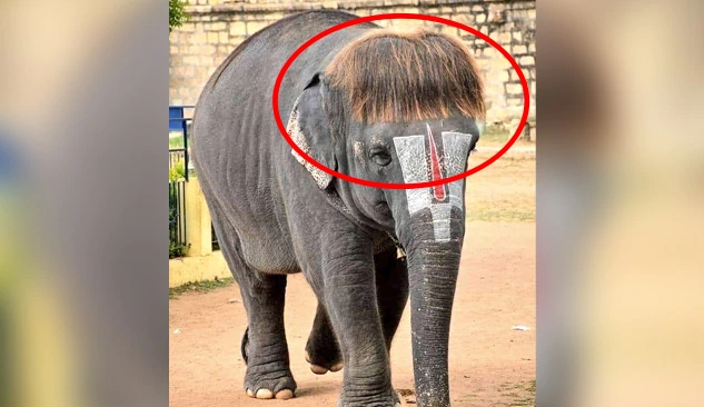 ‘똑단발’ 헤어스타일로 인도 전역에서 사랑받는 코끼리