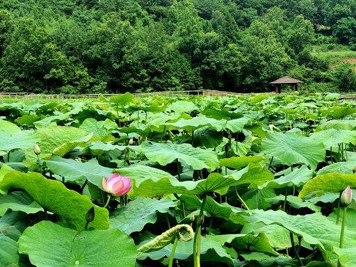 브이래드 연꽃단지