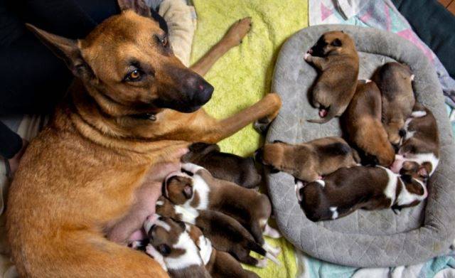 "젖꼭지는 8개, 강아지는 11마리" 사진으론 귀여운데, 만약 우리집 개가 이만큼 새끼를 낳는다면? 생각만 해도 아찔하다. 출처: TheOCR.com