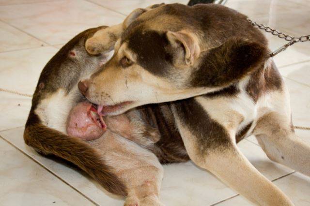 반려견들은 수술 부위를 핥는다. 자칫 상처가 덧날 수 있으니 당분간 깔때기 모양의 넥카라를 해줘야 한다. 출처: vetharmony.org