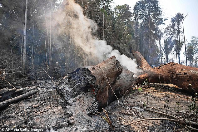 화재로 불 타 사라진 아마존 열대우림의 처참한 현장 (사진=AFP)