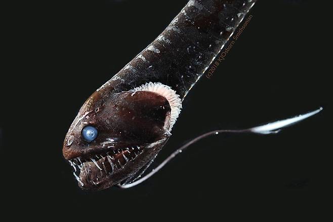'퍼시픽 블랙드래건'(Idiacanthus antrostomus) 울트라 블랙 피부를 가진 16종의 심해어종 중 두번째로 검은 어종. [Karen Osborn, Smithsonian National Museum of Natural History 제공/ 재판매 및 DB 금지]