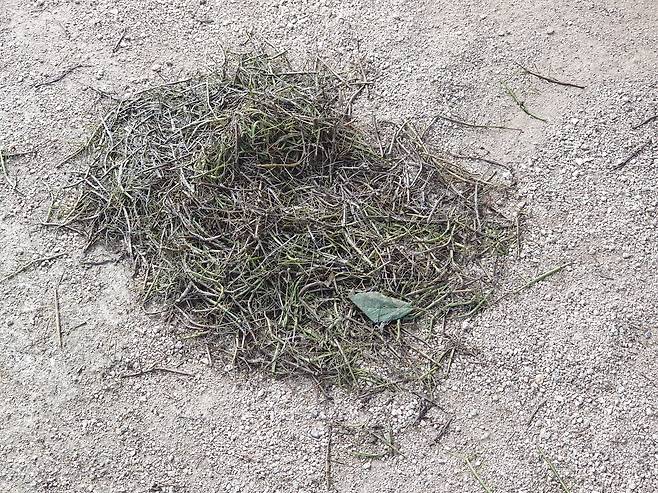 서울 은평구 봉산 해맞이공원 일대에 대벌레 사체가 무덤처럼 쌓여 있다. 최연수 기자
