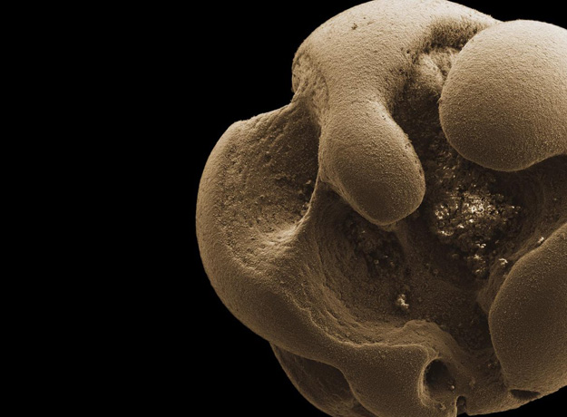 금속을 먹고 이를 에너지원으로 사용하는 박테리아(사진)의 확대 모습. 학계는 100여 년 전부터 이 박테리아가 존재할 것으로 추측했지만 실제로 발견된 것은 이번이 처음이다(사진=캘리포니아공과대학)