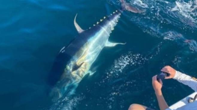 미국의 10대 소년 3명이 7시간 동안 씨름한 끝에 낚아 올린 참다랑어(참치)