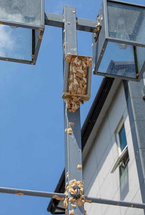 17일 충북 제천시 청전동 롯데마트 주차장의 가로등 스피커에 매미나방과 나방알집이 빽빽하게 들어차 있다/ 조인원 기자