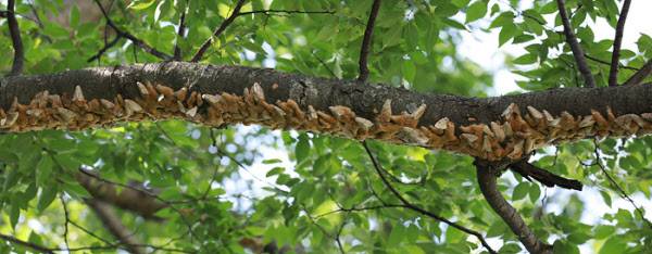 17일 충북 단양시 마을 야산 나뭇가지에 매미나방과 나방알집이 빼곡하게 붙어있다/ 조인원 기자