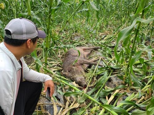 옥수수밭에서 포획된 멧돼지 [연합뉴스 자료사진]