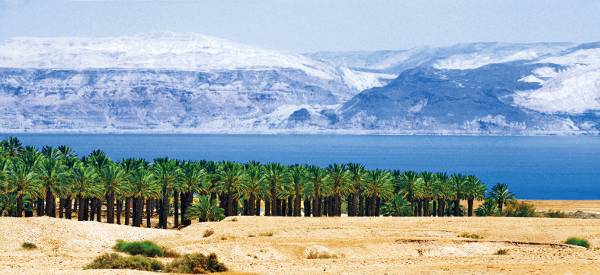 종려나무 군락지. 국민일보DB