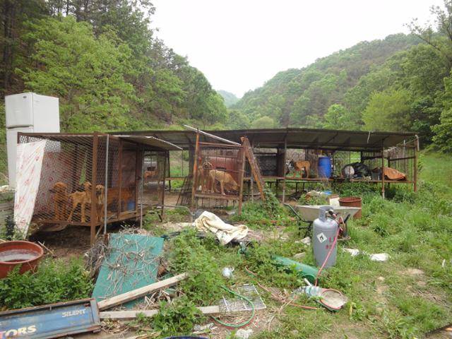울라가 태어나고 자란 경북 구미의 한 식용견 사육농장. 2012년 울라를 비롯한 여러 마리의 도사누렁이들은 농장 내 뜬장 안에 갇혀 있었다. 동물자유연대 제공