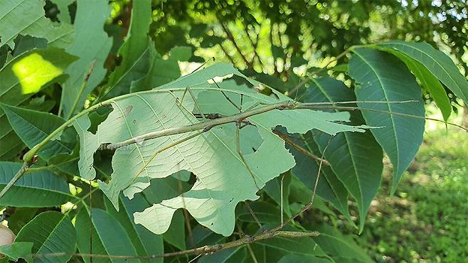7월 서울 은평구 구산동에서 대발생해 화제가 됐던 대벌레. 따뜻한 겨울, 기후변화가 원인이라는 둥 추정과 넘겨짚기가 쏟아졌고 곤충에 대한 혐오를 부추기는 보도가 잇따랐다.