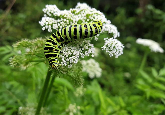 미나리꽃을 맛나게 뜯어먹는 산호랑나비 애벌레.